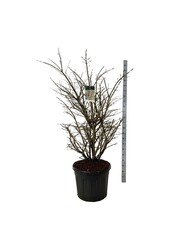 Trzmielina oskrzydlona Euonymus alatus