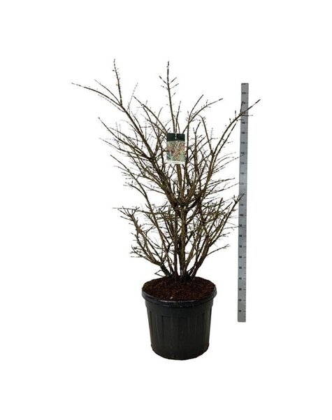 Euonymus