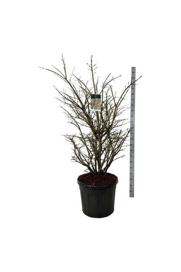 Trzmielina oskrzydlona Euonymus alatus