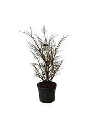 Trzmielina oskrzydlona Euonymus alatus