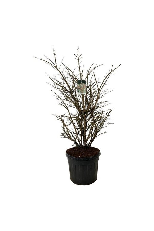 Trzmielina oskrzydlona Euonymus alatus