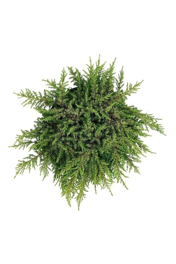 Cyprys Jałowiec Lemon Carpet