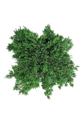 Cyprys Jałowiec Green Carpet