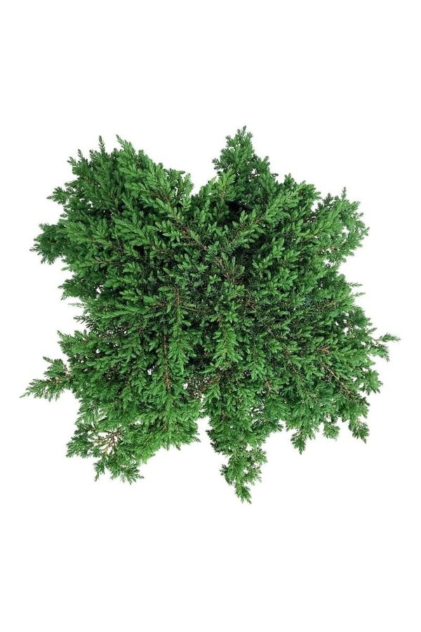 Cyprys Jałowiec Green Carpet