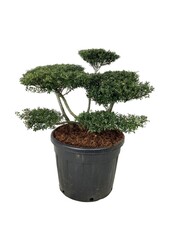 Ilex crenata Stokes