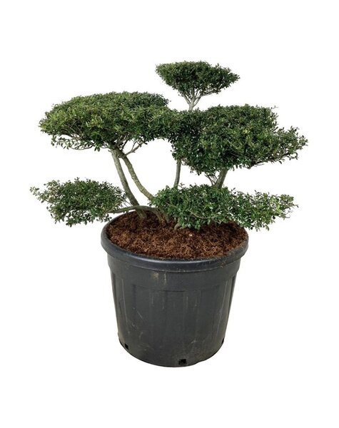 Ilex Crenata