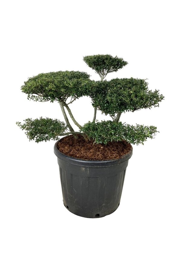 Ilex crenata Stokes