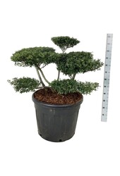 Ilex crenata Stokes