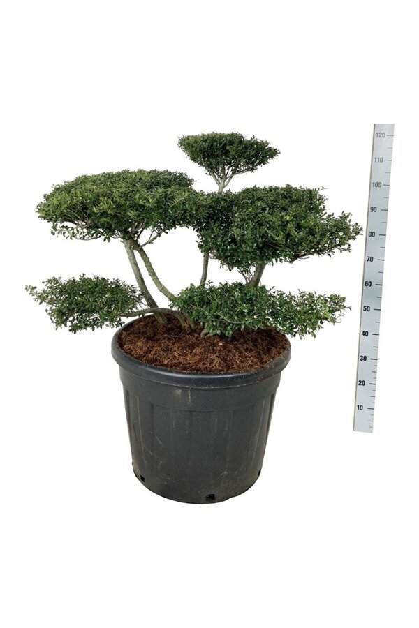 Ilex crenata Stokes