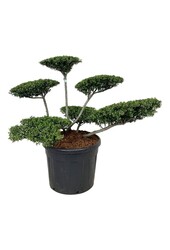 Ilex crenata Stokes