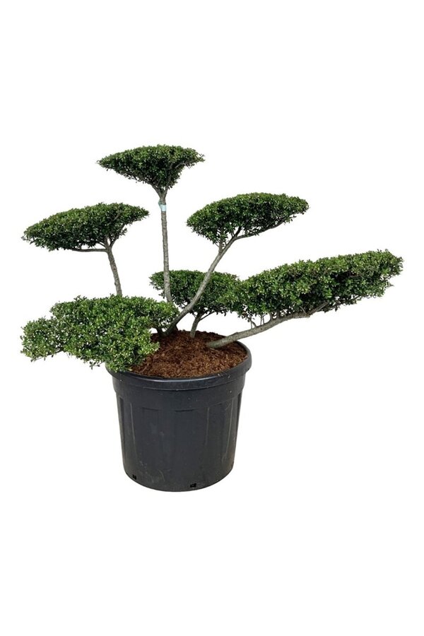 Ilex crenata Stokes