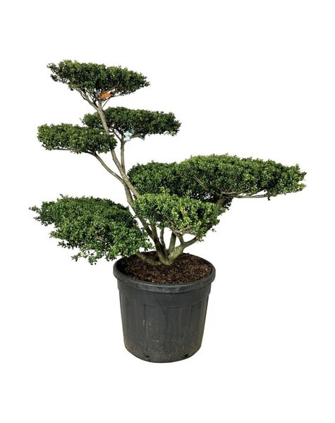 Ilex Crenata