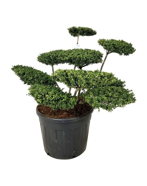 Ilex Crenata