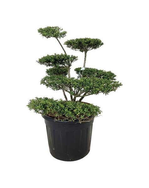 Ilex Crenata