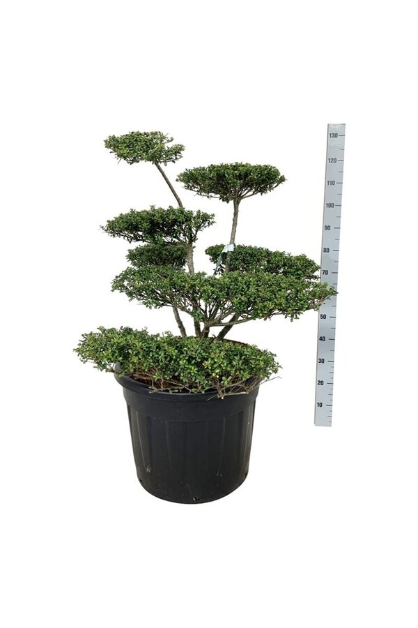 Ilex crenata Convexa