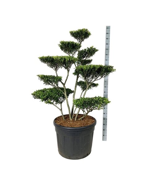 Ilex Crenata