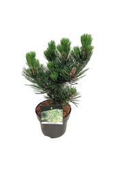 Sosna Pinus Satellit