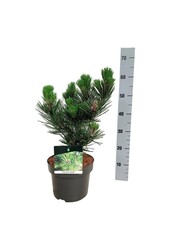 Sosna Pinus Satellit