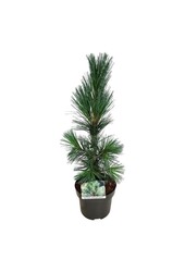 Sosna Pinus Vanderwolfs Pyramid