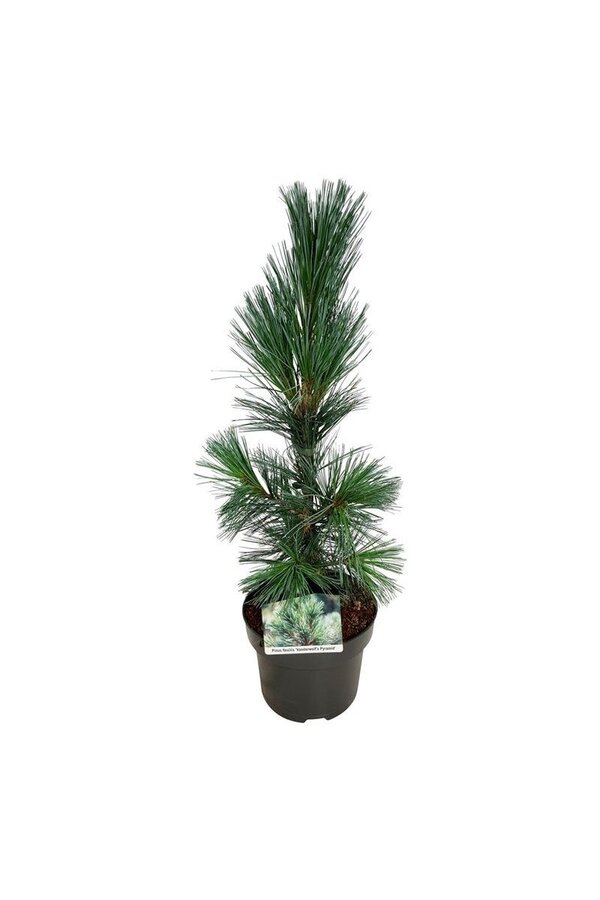 Sosna Pinus Vanderwolfs Pyramid