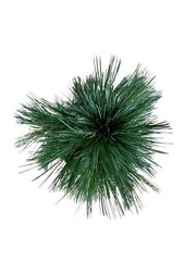 Sosna Pinus Vanderwolfs Pyramid