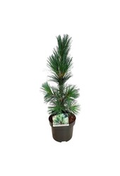 Sosna Pinus Vanderwolfs Pyramid