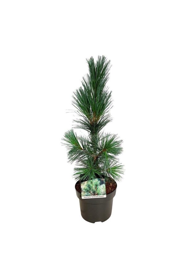 Sosna Pinus Vanderwolfs Pyramid