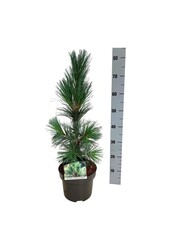 Sosna Pinus Vanderwolfs Pyramid