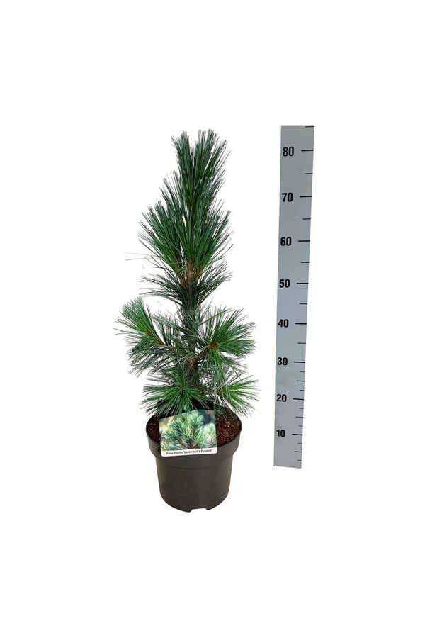 Sosna Pinus Vanderwolfs Pyramid