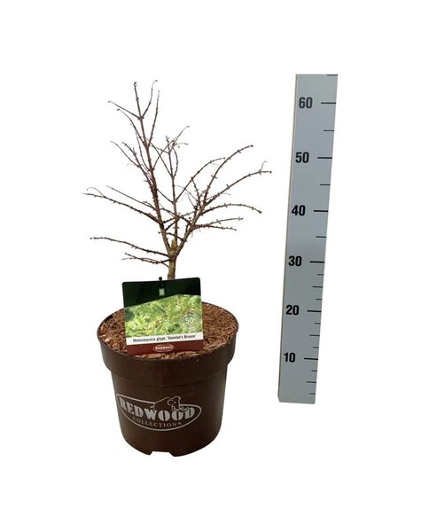 Metasequoia