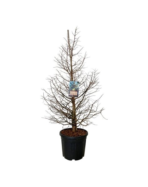 Metasequoia