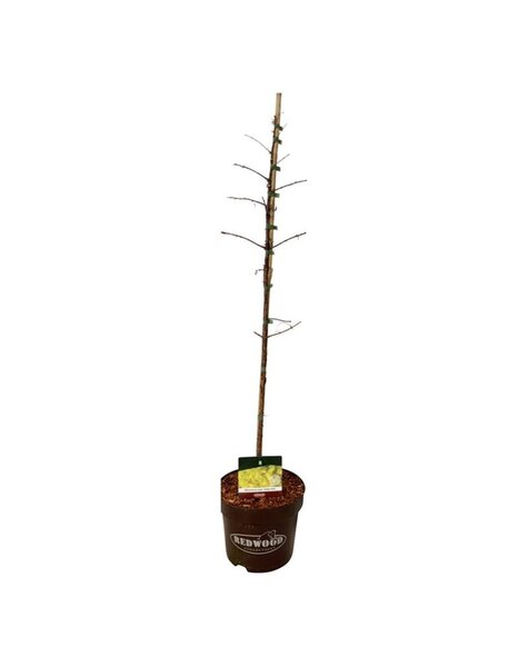 Metasequoia