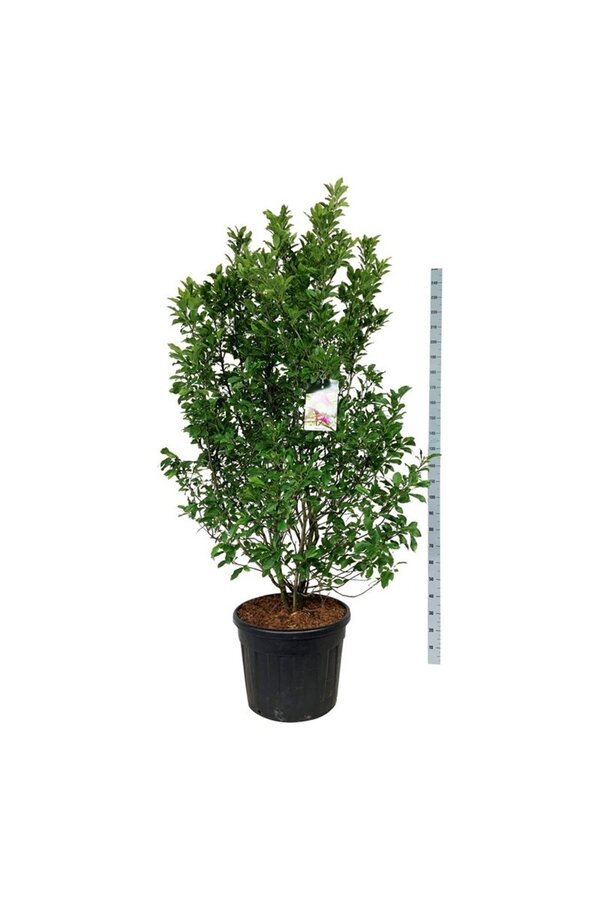 Magnolia Susan