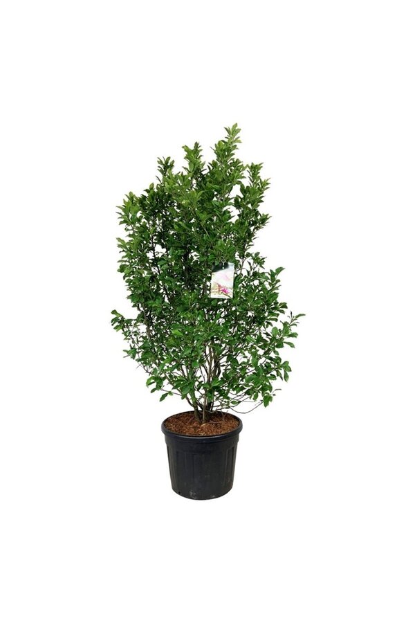 Magnolia Susan