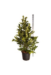 Drzewo magnoliowe Magnolia loebneri Wildcat