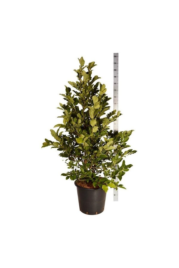 Drzewo magnoliowe Magnolia loebneri Wildcat