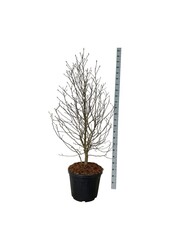Magnolia Magnolia loebneri Mags Pirouette