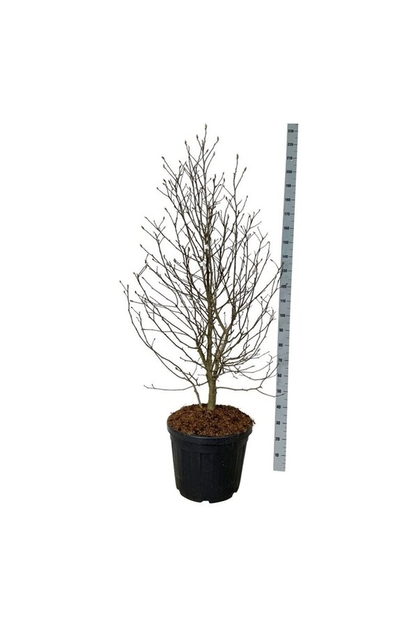 Magnolia Magnolia loebneri Mags Pirouette