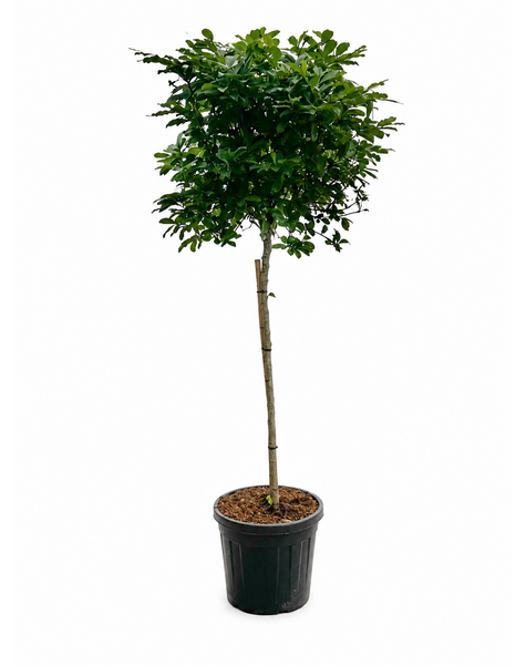 Magnolia