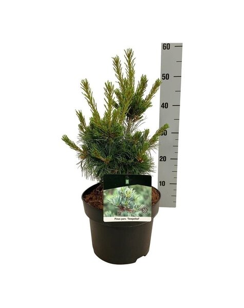 Pinus