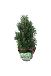 Sosna Pinus nigra Richard