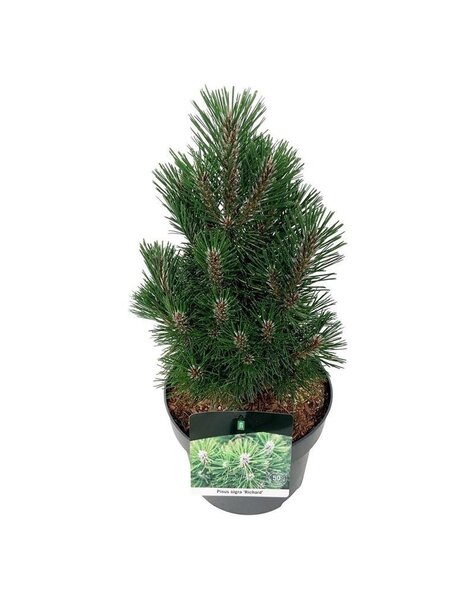 Pinus