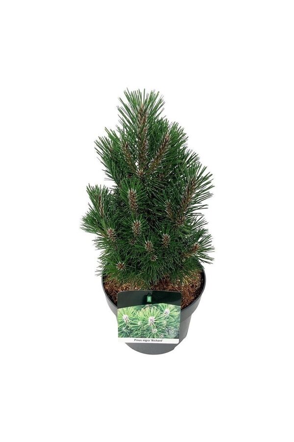 Sosna Pinus nigra Richard