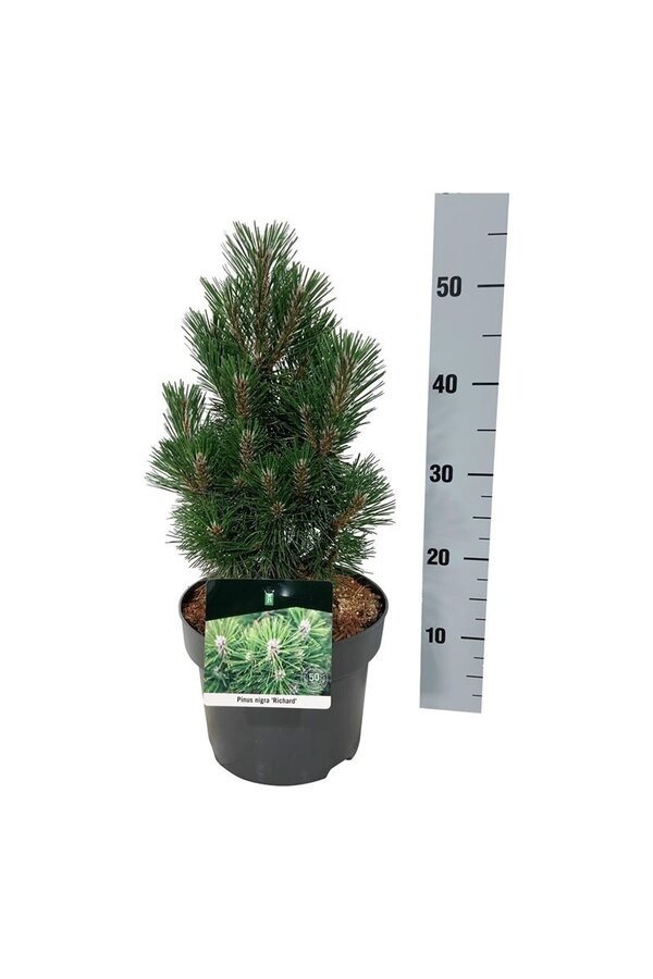 Sosna Pinus nigra Richard