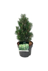 Sosna Pinus nigra Richard