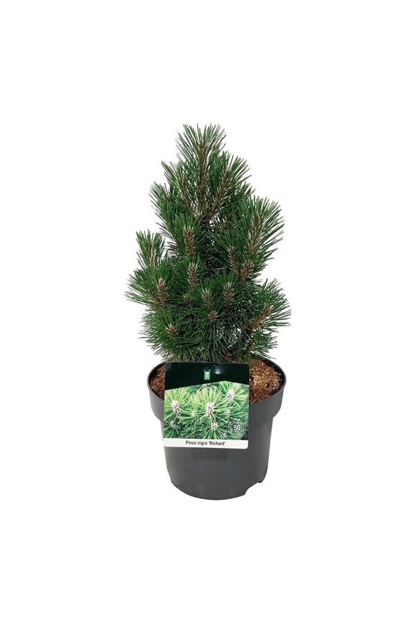 Sosna Pinus nigra Richard