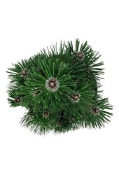 Sosna Pinus nigra Richard