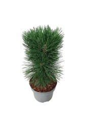 Sosna Pinus nigra Pyramidalis