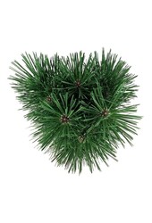 Sosna Pinus nigra Pyramidalis