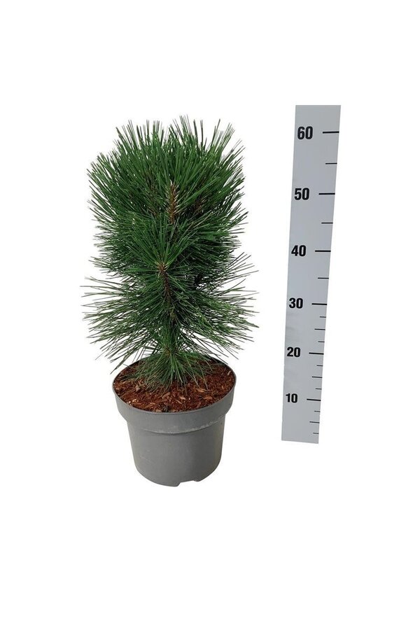 Sosna Pinus nigra Pyramidalis